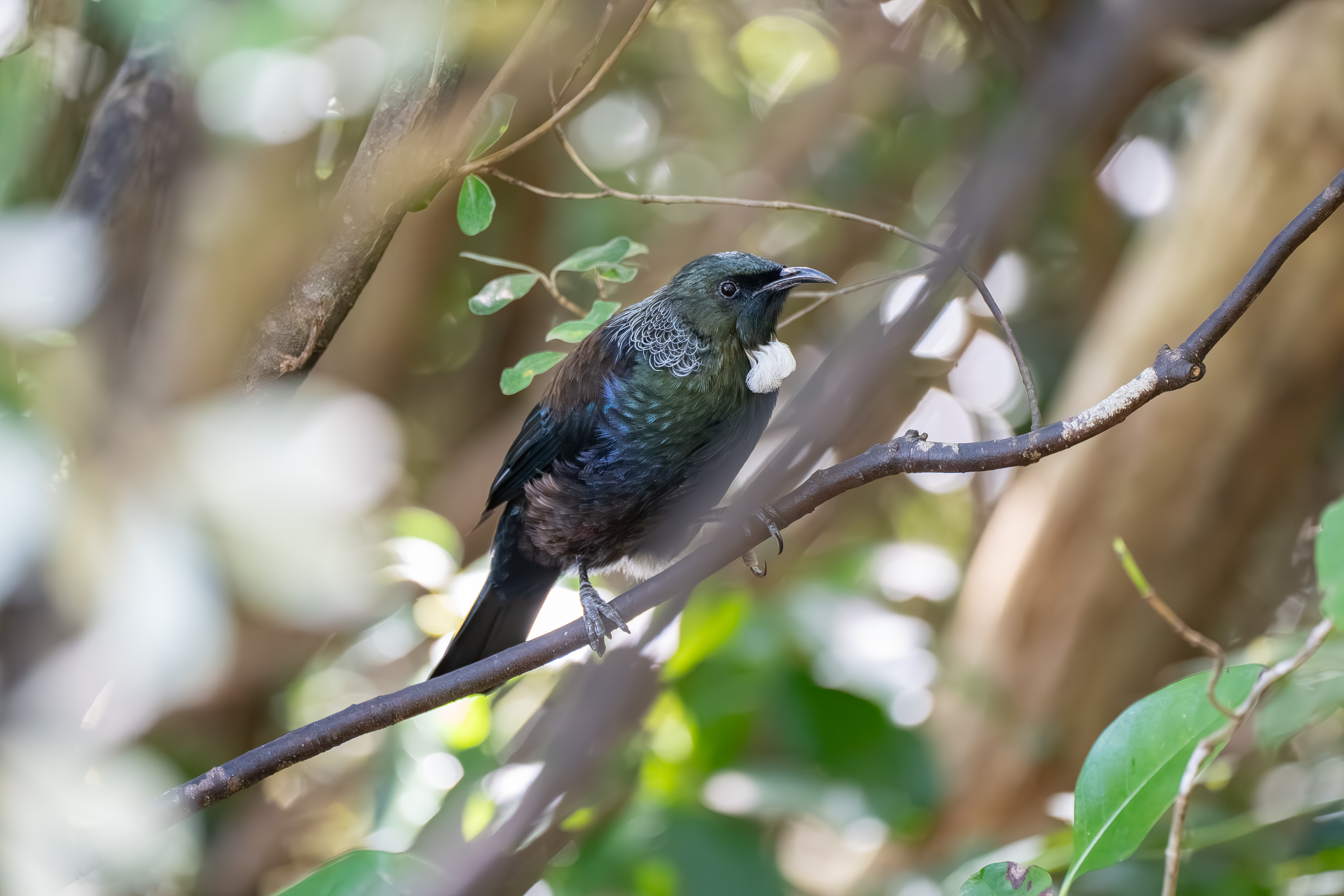 トゥイ　Tui ニュージーランドの鳥