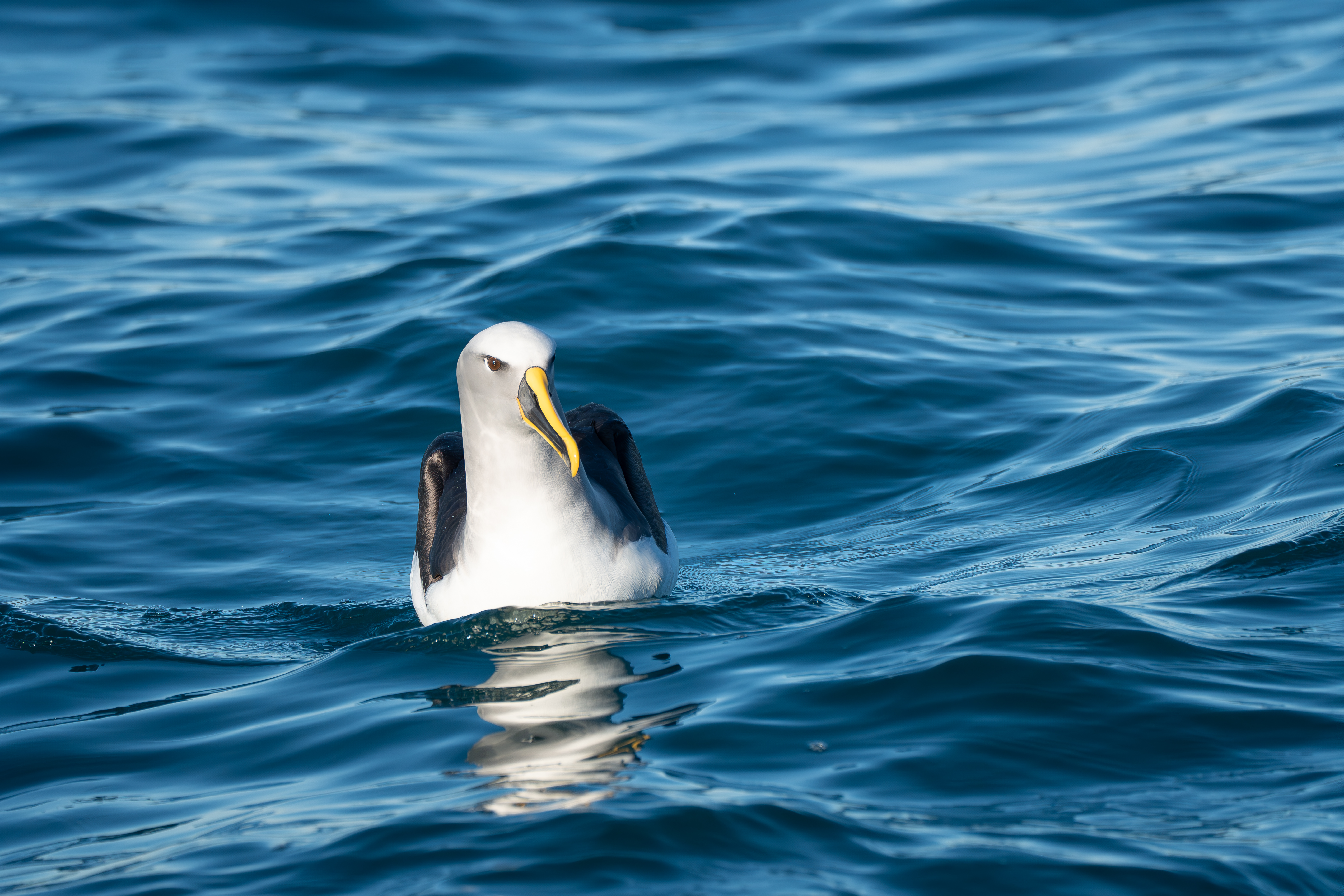 Monarch Wildlife Cruise 海鳥やアシカを見るクルーズ in ダニーデン