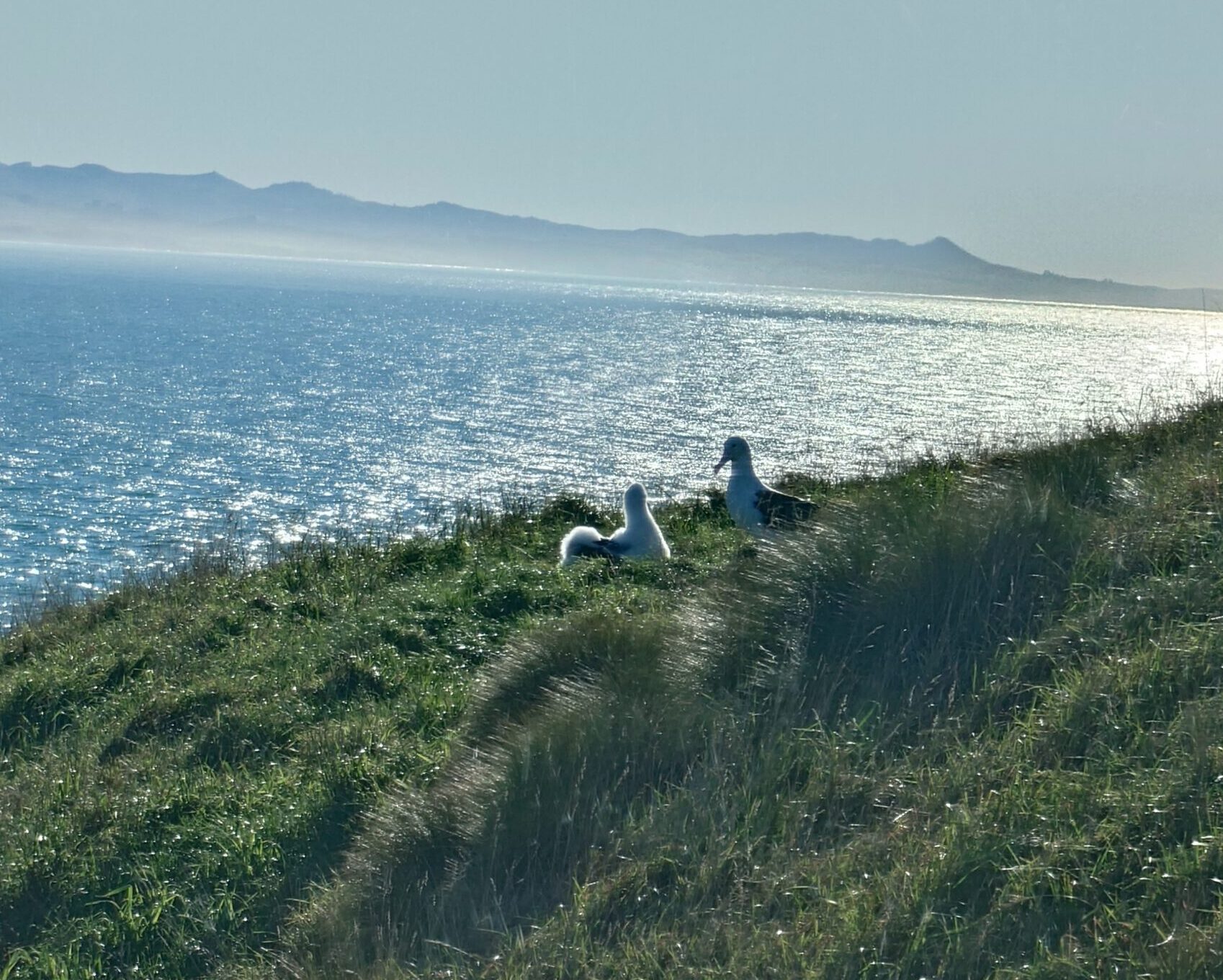 ロイヤルアルバトロスセンター　アホウドリを見に行く